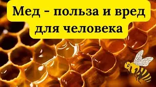 Мед пчелиный &mdash; польза и вред для человека