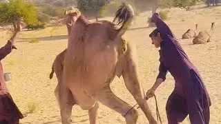 Desert Camel's are danger Beauty of nature #camel #unitedkingdom #scene #viralvideo 