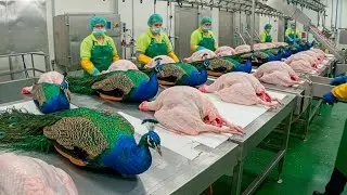 :📢 Peacock Breeding Techniques 🦚 | How Chinese Farmers Profit from the Most Stunning Bird 💰