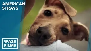 Rescuing Detroit Dogs on AMERICAN STRAYS the series S. 2 Ep 3 - Hope For Dogs Like My DoDo