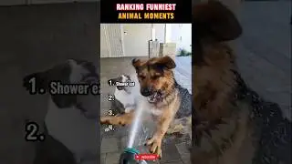 Ranking The Funniest Animal Moments #viral #Shorts