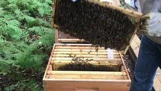 Beekeeping. Failing queen update and getting ready for winter.
