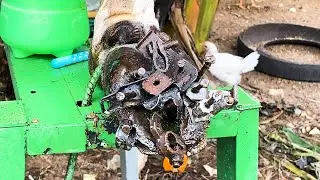 Hoof trimming and foreign body removal to treat embedded metal/nail