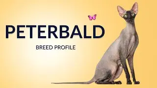 Peterbald Cat Breed Profile History - Price - Traits - Grooming Needs - Lifespan