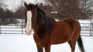 Chester_frolic_snow