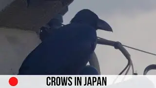 Crows In Japan - Mini Documentary