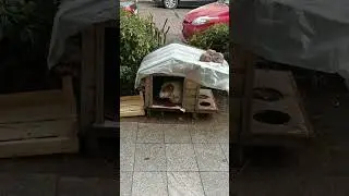 #собаки#дом#машины#dogs#house#cars#k&ouml;pekler#ev#arabalar#कुत्ते#घर#कारें#犬#家#車#狗#房子#汽车#батуми