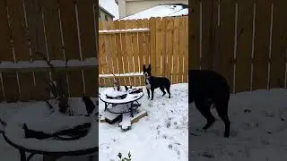 SNOW IN TEXAS  #shorts #snow #winter #dog