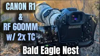Bald Eagle Nest - Canon R1 w/ RF 600mm F4 Lens & 2x Teleconverter Video Quality Test