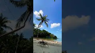 Home for Crabs near Bali Beach 🏖️ #shortsfeed #short #crabs #beach #seafood #viral #bali (Subs.pls)