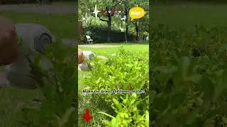 2-in-1 WORKPRO Grass & Shrub Trimmer - Adjustable Handle, Rechargeable Battery, Compact Design #tool