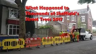 Sheffield Street Tree Fellings Protests, Protester Action Documentary