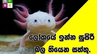 05 Super powerful animals - loke Supiri bala thiyena saththu 05 denek