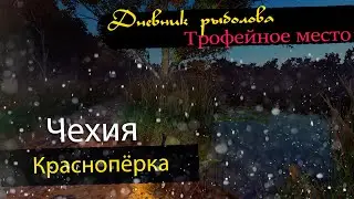 Fisher Online Чехия - Краснопёрка. Трофейное место. Czech Republic.