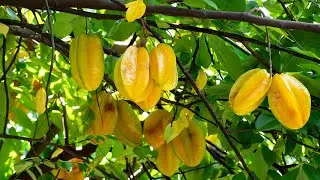 How Lemon and Star Fruit Combine to Make High-Quality Sweet Organic Wine