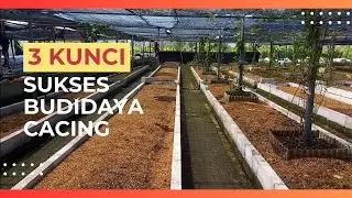 THE MAIN KEY TO SUCCESSFUL WORM CULTIVATION