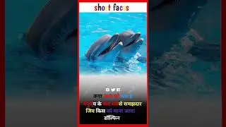 Very intelligent dolphin fish after to human  lll