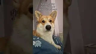 Dogs better than men: yes or no?