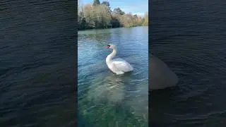 Magnificent swan #shorts #animals
