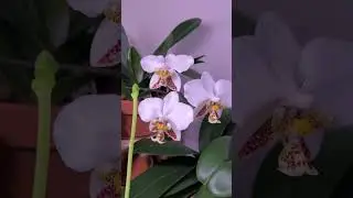 #phalaenopsis #flower #orchidlove #orchid #орхидеи #orchidworld #фаленопсис
