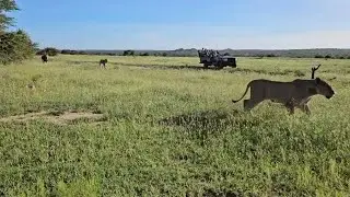NTSEVU PRIDE chase sub adult male from KAMBULA PRIDE 🦁
