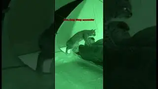 WARNING: Don't SLEEP in a STORM #wildlife