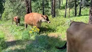 The 4th Annual Running of the Cows