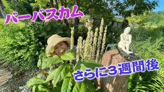 【花の谷オールドビレッジ】あれからさらに3週間経ったバーバスカムを確認したら…また美しい花穂が戻ってきてた【庭の手入れ】