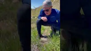 An amazing Rattlesnake encounter