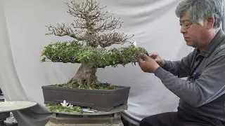 Azalea Bonsai 新日光 SHIN NIKKO trimming.