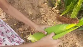 Maize Cultivation Part 1