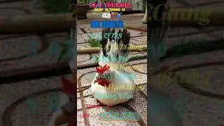giải tonhon 10/12 AE XEM TRỰC TIẾP TẠI #ga888 #GA22.LIVE
