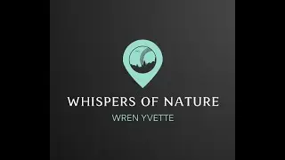 Whispers of Nature: Forest Rainfall, Wildlife, and Peaceful Soundscape#MindMelodics