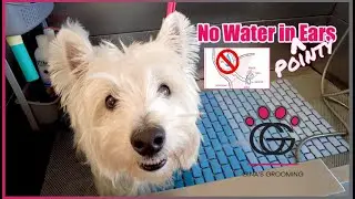 No Water in *Pointy* Ears! – Dewey the Westie demos bath protection for ears that stand up