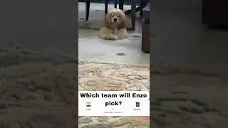 Enzo's prediction for India vs Pakistan Asia Cup 2025 🇮🇳 🇵🇰 🏏 #indvspak #dogpredicts #dog