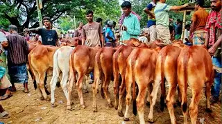 ২৭/৯/২৫ জয়পুরহাট নতুন হাটে শাহিওয়াল বাছুরের মেলা।