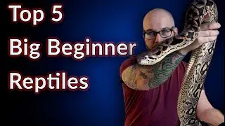 Top 5 BIG Beginner Reptiles