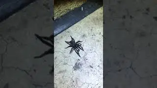 South Texas Trapdoor Spider  (mygalomorph) and Rascal