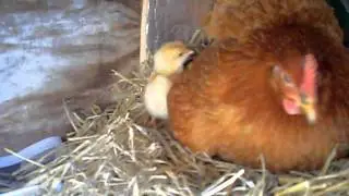 chickaroo