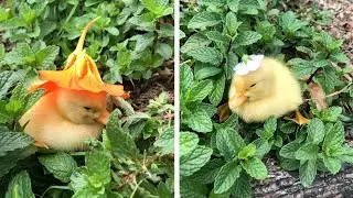 Sleepy Ducklings Have Adorable Flower Hats
