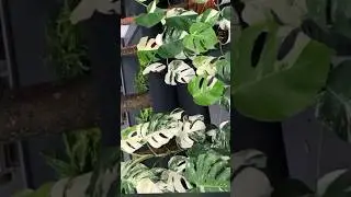 #planta rara cara dif&iacute;cil de encontrar #shorts #costeladead&atilde;o #folhagens para #jardins #flores
