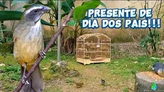 TRINCA FERRO NOVO no viveiro gigante!!!
