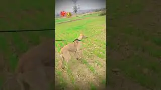 Super Speed Dogs vs Wild Brown Hare Rabbit #tazidog#dog #greyhoundracing#harehunting #rabbit#tazidog