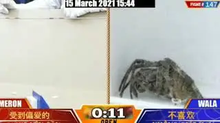 sabong international spider fight #146-147