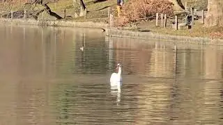 2025-12-31 BLED Bljesko jezero ANSERIFORMES Cygnus olor LABOD GRBEC