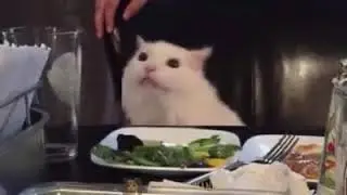 White cat meowing meme | Actual video | Ion