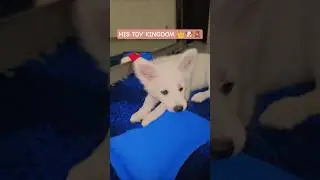 Max and His Favorite Soft Toys&hellip; He Can&rsquo;t Choose Just One 😆🐶🧸