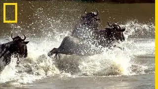 Malgr&eacute; les attaques de crocodiles, ces gnous tentent de traverser le fleuve Mara