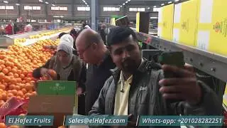 El Hafez - Egyptian Fresh Orange Exporter