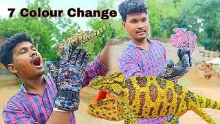 Amazing Chameleon Lizard 🦎 Colour Change live | Chameleon Lizard  | Paskal Vlogs